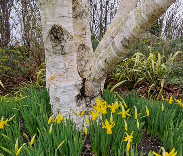 Betula Utilis Jacquemontii Multi-Stem 30 Litre