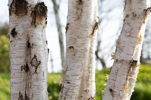 Betula Utilis Multi-Stem 70 Litre - image 1