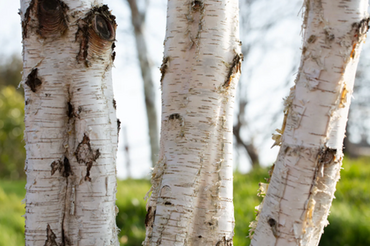 Betula Utilis Multi-Stem 70 Litre - image 2