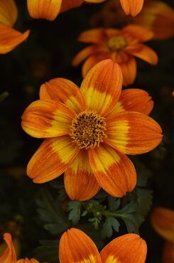 Bidens Bee Happy Orange Plug
