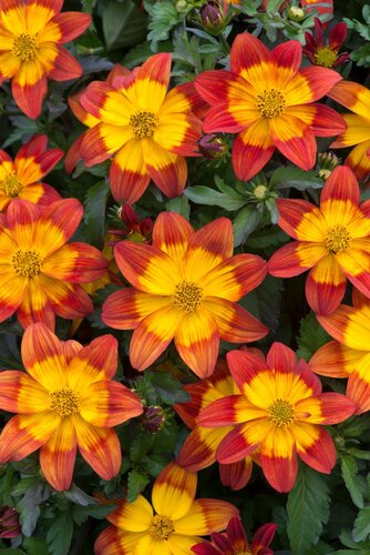 Bidens Beealive 10.5cm - image 1