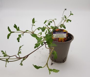 Bidens Beealive 10.5cm - image 2