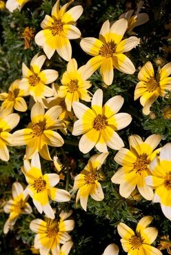 Bidens Golden Eye Plug