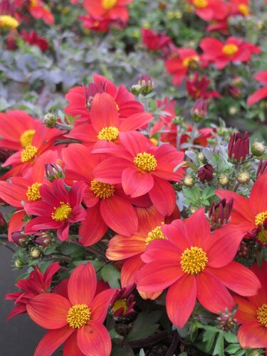Bidens Taka Tuka Red Glow 2 Litre