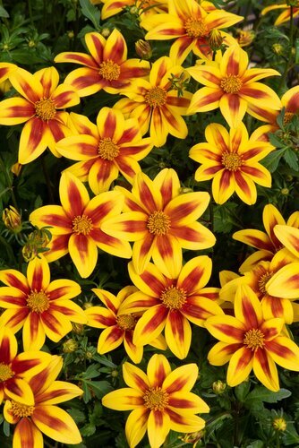 Bidens Taka Tuka Sun Red Star 2 Litre