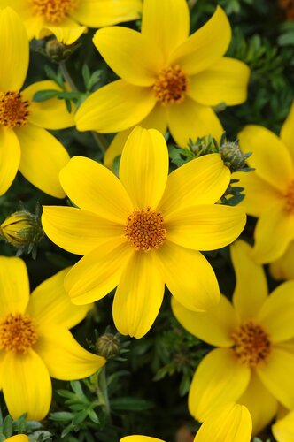 Bidens Yellow 10.5cm - image 1