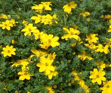 Bidens Yellow Six Pack