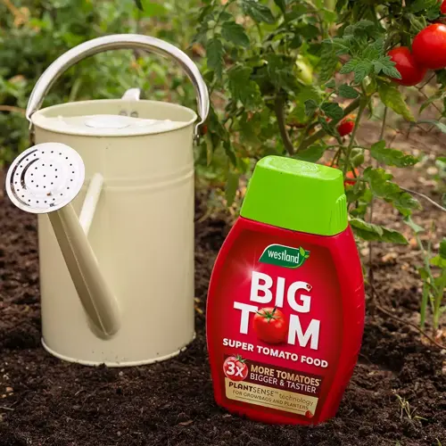 Big Tom Tomato Food 1Ltr - image 2