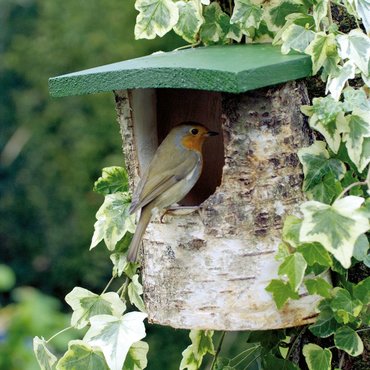 Birch Log Open Nest Box National Trust