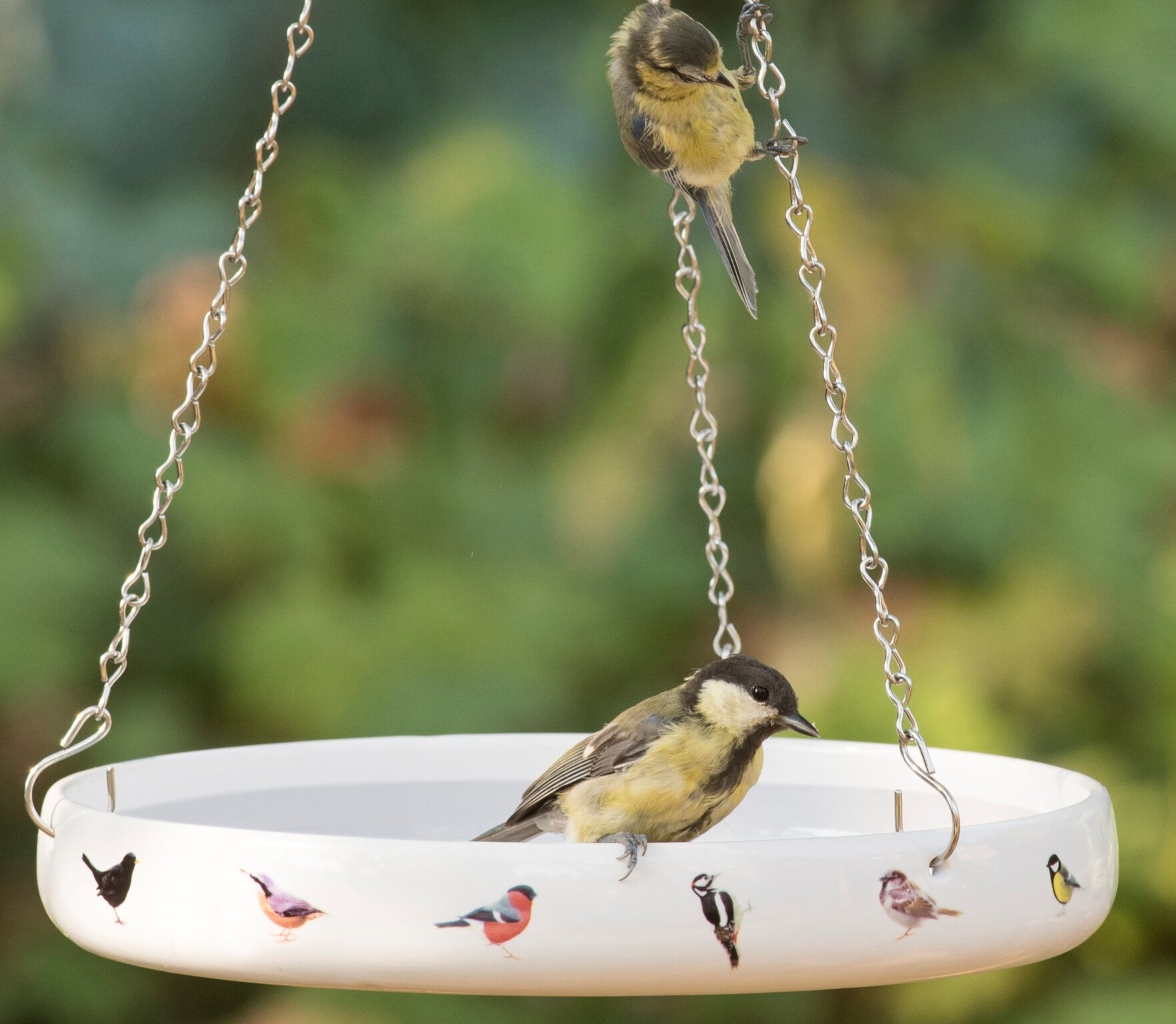 6 Pcs Bird Bath Bowl Plastic Hummingbird Feeders Food Water Bowls