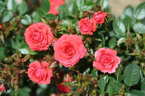 Birthday Wishes Patio Rose 3 Litre - image 1