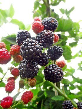 Blackberry Adrienne 3 Litre