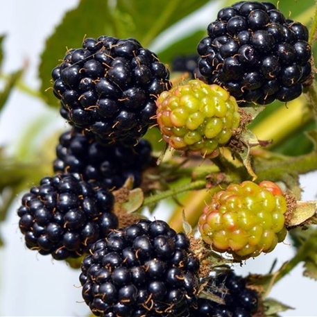 Blackberry Bedford Giant 3 litre