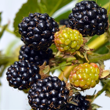 Blackberry Bedford Giant 3 litre - image 1
