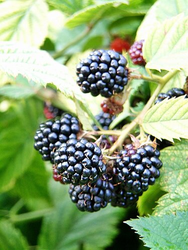 Blackberry Merton (Thornless) 3 litre