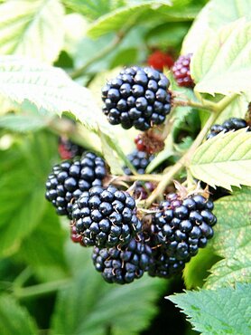 Blackberry Merton (Thornless) 3 Litre