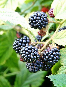 Blackberry Oregon (Thornless) 3 litre