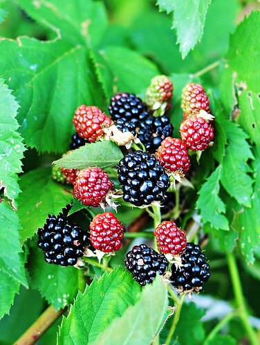 Blackberry Waldo 3 Litre