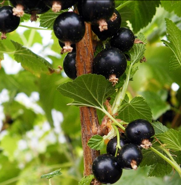 Blackcurrant Ben Alder 3 Litre