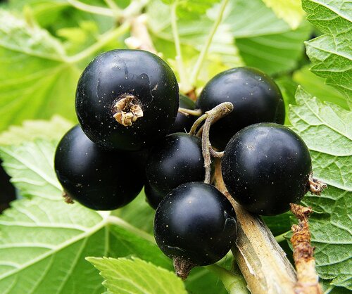 Blackcurrant Ben Connan 3 Litre