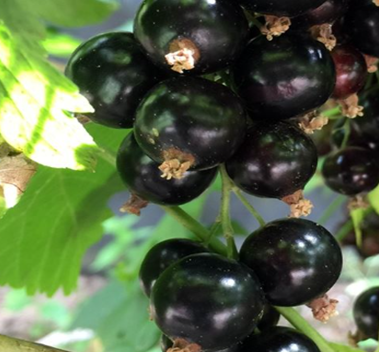 Blackcurrant Ben Lomond 3 litre