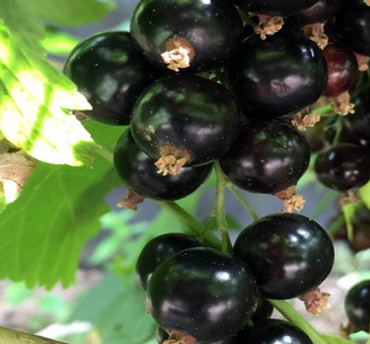 Blackcurrant Ben Lomond 3 litre