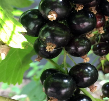 Blackcurrant Ben Lomond 3 Litre