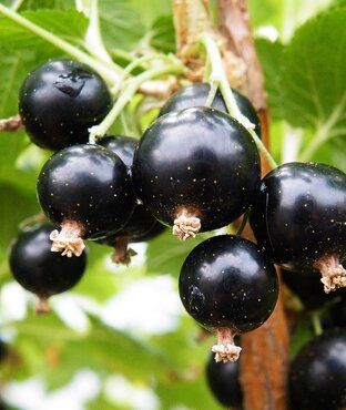 Blackcurrant Ben Sarek 3 Litre
