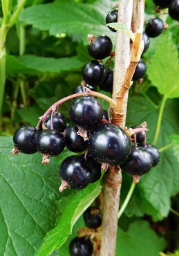 Blackcurrant Ben Tirran 3 litre