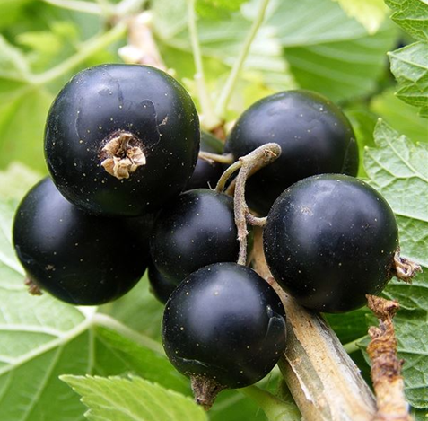 Blackcurrant Big Ben 3 Litre