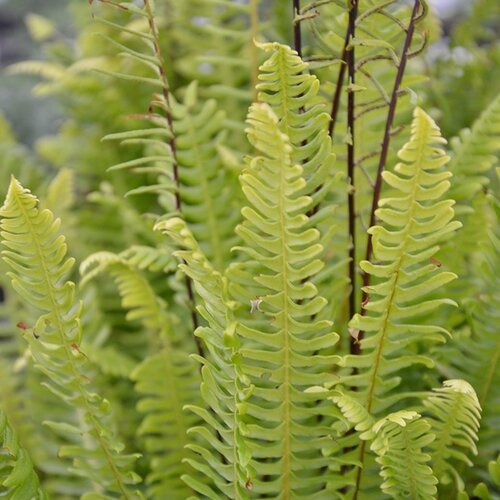 Blechnum spicant 2 Litre
