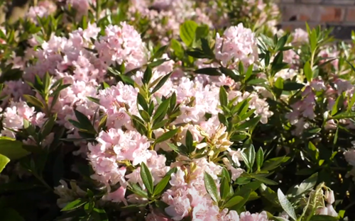 Bloombux Bush Pink 2 Litre - image 1