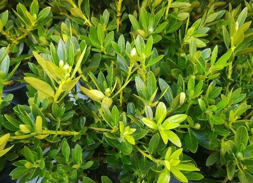 Bloombux Bush Pink 2 Litre - image 2