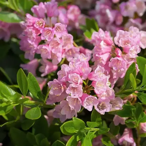Bloombux Nugget Magenta 5cm - image 1