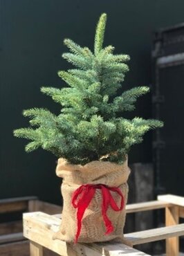 Blue Spruce Pot Grown 40/60cm