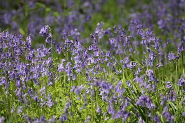 Endymion Non-Scriptus (Bluebells) Potted Bulb 1L