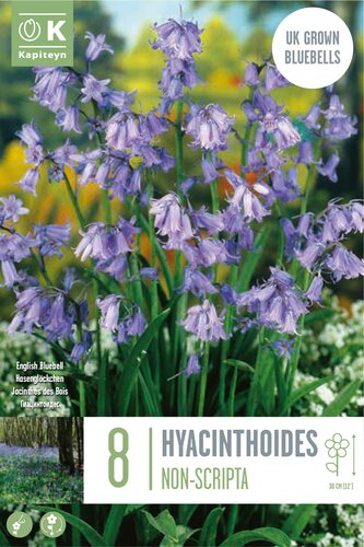 Bluebells Hyacinthoides Non-Scripta (English Bluebells) UK Grown