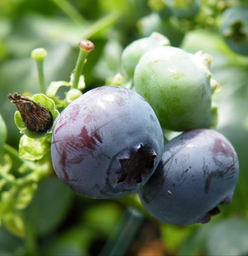 Blueberry Blue Crop 4 Litre