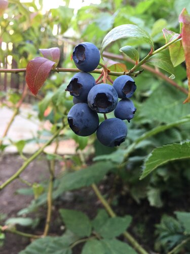 Blueberry Brigitta 3 Litre