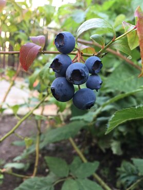Blueberry Brigitta 3 Litre