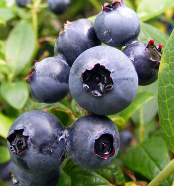 Blueberry Duke 3 Litre