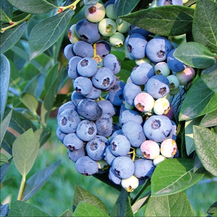 Blueberry Elizabeth 3 Litre