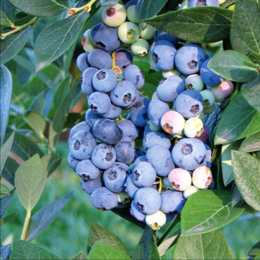 Blueberry Elizabeth 3 Litre