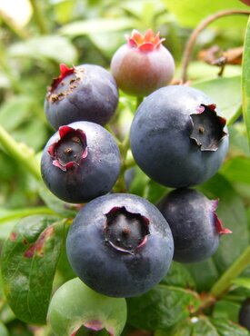 Blueberry in Variety 3 litre