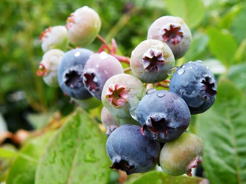 Blueberry Jersey 3 Litre