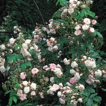 Blush Noisette Rambling Rose 6 Litre - image 1
