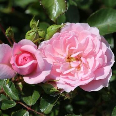 Rose Bonica Standard 7.5 Litre