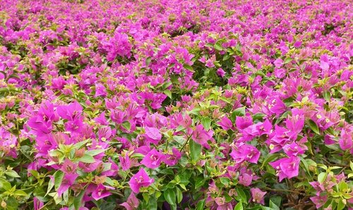 Bougainvillea Bush XL Purple 7.5 Litre - image 1