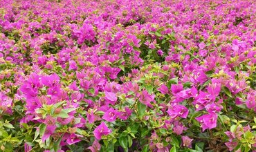 Bougainvillea Hanging Basket Purple 23cm - image 1
