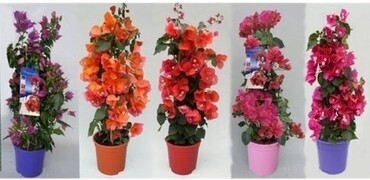 Bougainvillea Mixed On Frame 17cm